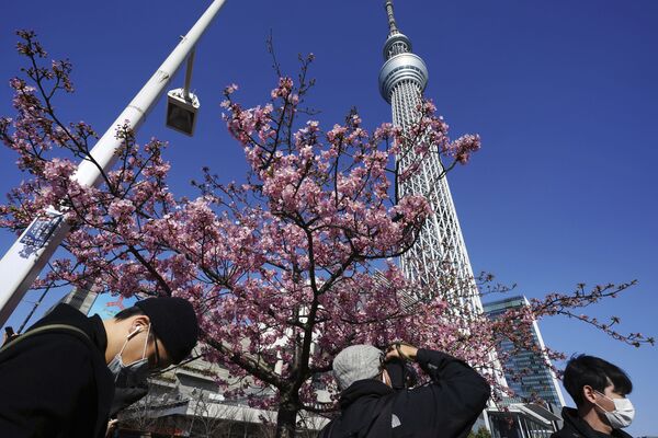 Люди любуются цветущей вишней в Токио - Sputnik Azərbaycan
