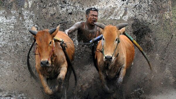 Погонщик подстегивает своих коров во время забега Паку Джави, Западная Суматра, Индонезия - Sputnik Азербайджан