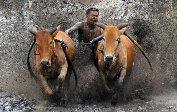 Погонщик подстегивает своих коров во время забега Паку Джави, Западная Суматра, Индонезия - Sputnik Азербайджан