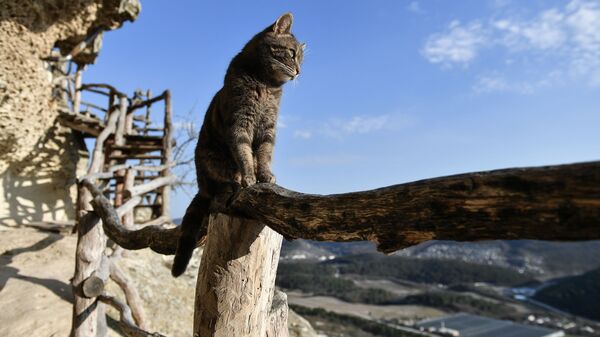 Кошка на территории пещерного монастыря Челтер-Мармара, расположенного на обрыве горы Челтер-Кая в Крыму - Sputnik Азербайджан