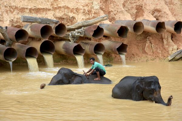 Погонщик купает слонов в провинции Риау, Индонезия - Sputnik Азербайджан