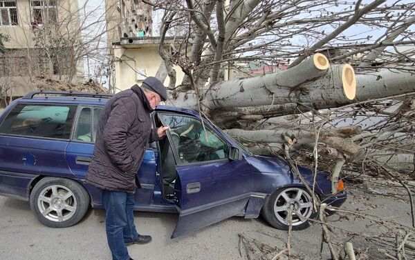 Bakıda güclü külək ağacı avtomobilin üstünə aşırıb - Sputnik Azərbaycan
