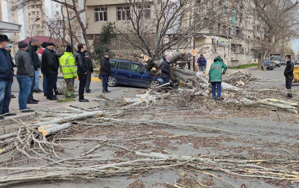 Bakıda güclü külək ağacı avtomobilin üstünə aşırıb - Sputnik Azərbaycan