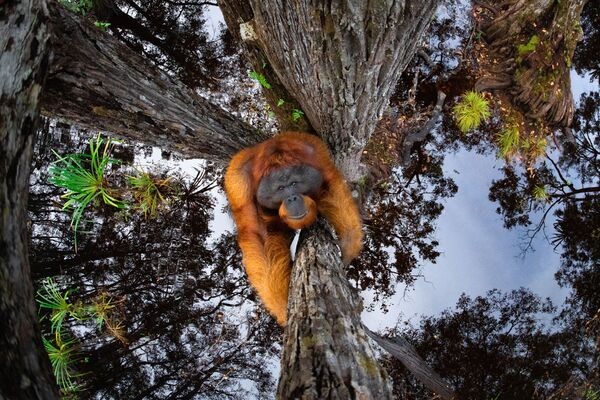 Снимок The World Is Going Upside Down канадского фотографа Thomas Vijayan, занявший первое место в категории Animals in their habitat и ставший победителем конкурса World Nature Photography Awards 2020 - Sputnik Азербайджан