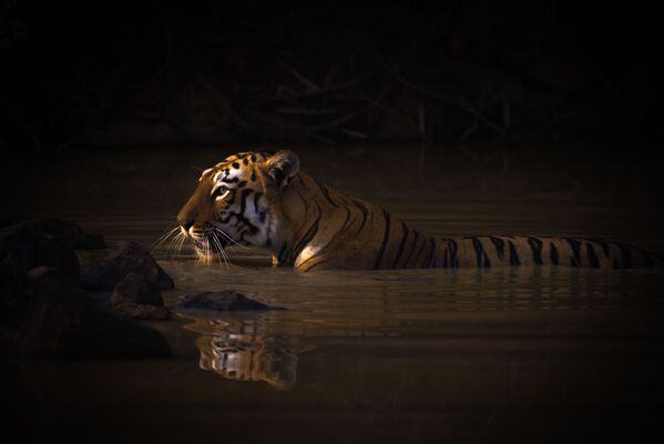 Снимок Bengal tiger with catchlight in water hole британского фотографа Nick Dale, занявший первое место в категории Animal portraits конкурса World Nature Photography Awards 2020 - Sputnik Азербайджан