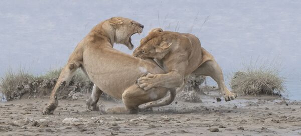 Снимок Lions фотографа из США Patrick Nowotny, занявший первое место в категории Behaviour - Mammals конкурса World Nature Photography Awards 2020 - Sputnik Азербайджан