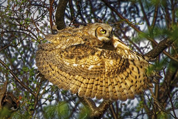 Снимок Great horned owl канадского фотографа Dale Paul, занявший первое место в категории Behaviour - Birds конкурса World Nature Photography Awards 2020 - Sputnik Азербайджан