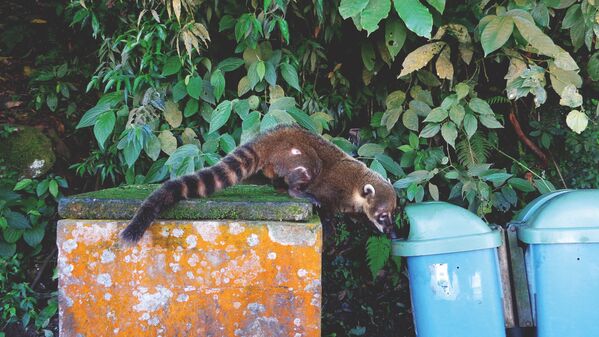 Снимок Addicted coati испанского фотографа Adriana Rivas, занявший третье место в категории Urban wildlife конкурса World Nature Photography Awards 2020 - Sputnik Азербайджан