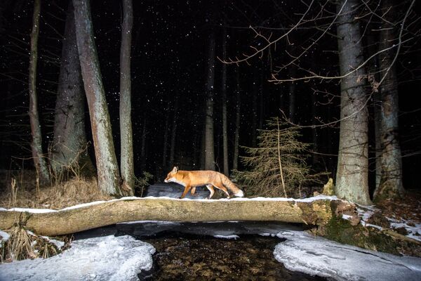 Снимок Fox чешского фотографа Vladimir Cech, занявший второе место в категории Animals in their habitat конкурса World Nature Photography Awards 2020 - Sputnik Азербайджан