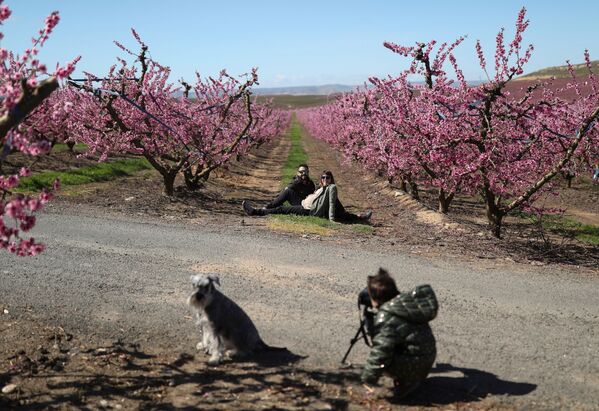 Ребенок фотографирует своих родителей среди цветущих персиковых деревьев в испанском муниципалитете Айтона - Sputnik Азербайджан