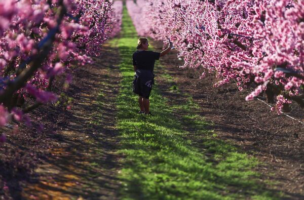 Девушка снимает селфи на фоне цветущих персиковых деревьев в испанском муниципалитете Айтона - Sputnik Azərbaycan