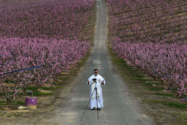 Священник записывает на мобильный телефон свою проповедь посреди цветущего персикового сада в испанском муниципалитете Айтона - Sputnik Азербайджан