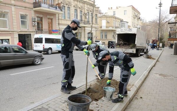 Работы по озеленению в Баку - Sputnik Азербайджан