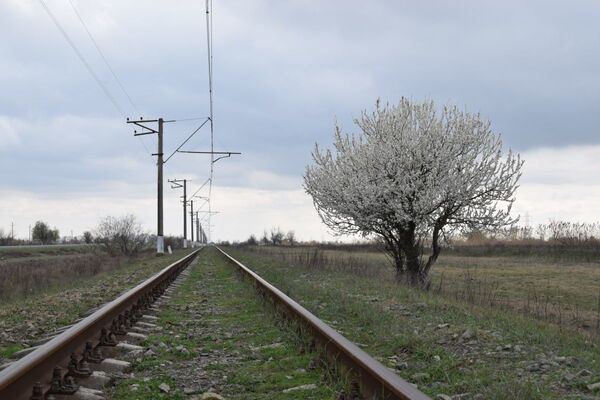 Yevlax-Mingəçevir dəmir yolu xəttinin yaxınlığında bitən ağac - Sputnik Azərbaycan