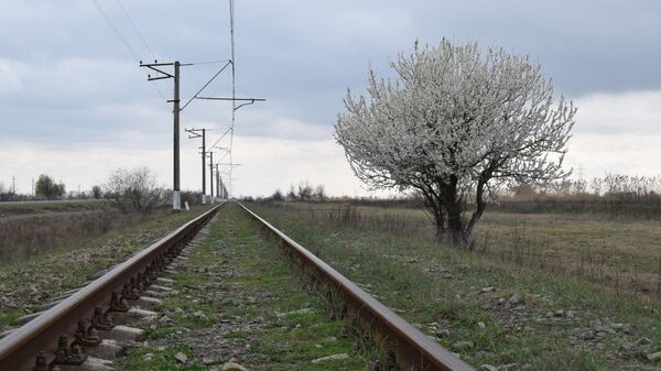 Yevlax-Mingəçevir dəmir yolu xəttinin yaxınlığında bitən ağac - Sputnik Азербайджан