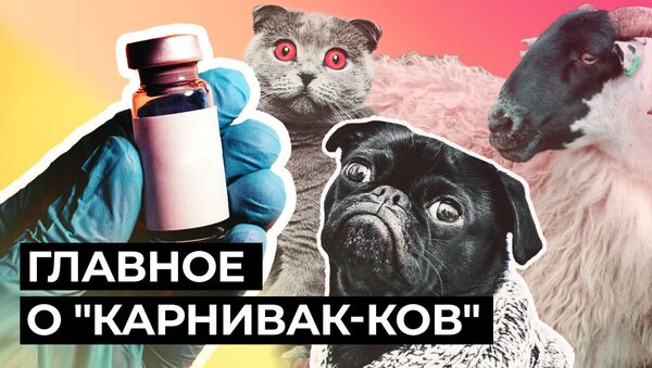 Первую в мире вакцину от COVID-19 для животных зарегистрировали в России - Sputnik Азербайджан