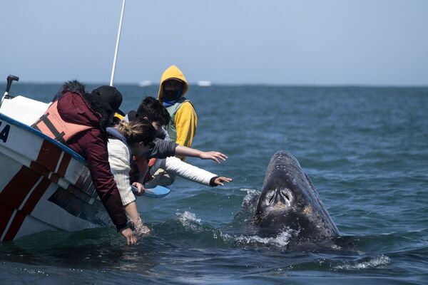 Наблюдатели за китами стараются дотронуться до серого кита в Мексике  - Sputnik Azərbaycan