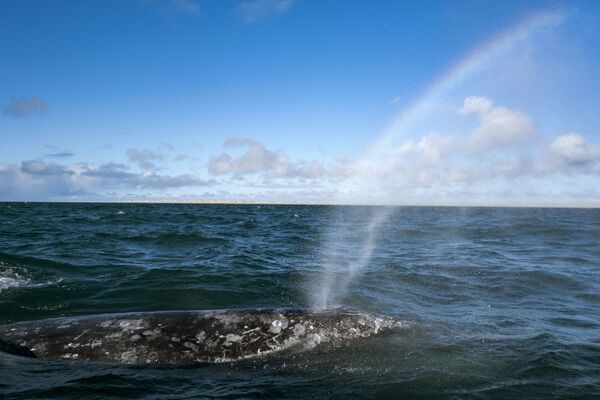 Серый кит в лагуне Ojo de Liebre в Мексике  - Sputnik Azərbaycan