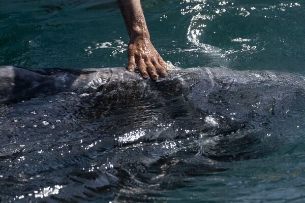 Наблюдатель дотрагивается до кита в Мексике  - Sputnik Azərbaycan