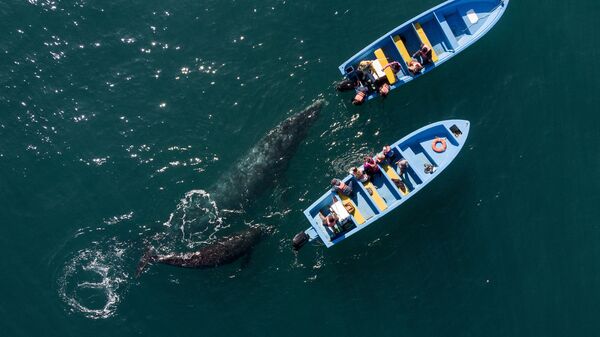 Аэросъемка серых китов у лодки с наблюдателями в Мексике  - Sputnik Азербайджан