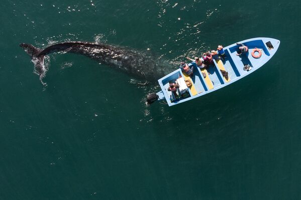 Аэросъемка серого кита у лодки с наблюдателями в Мексике  - Sputnik Азербайджан
