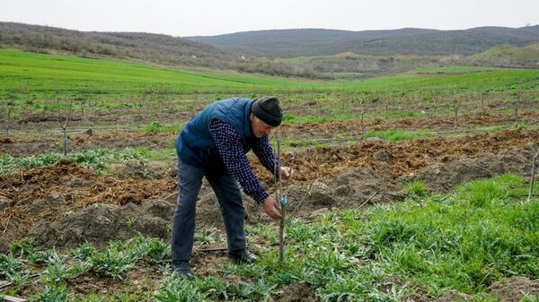Садовые хозяйства для малообеспеченных семей - Sputnik Азербайджан