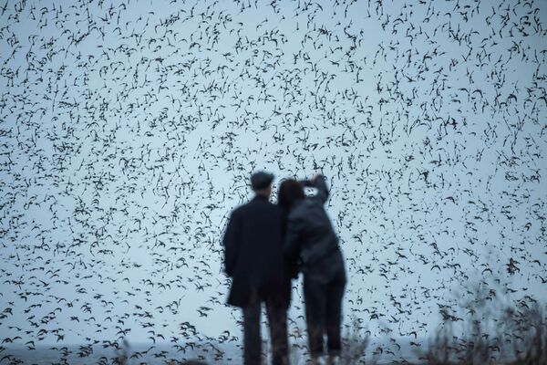 Пара наблюдает перелетных птиц в северо-восточной провинции Китая Ляонин - Sputnik Азербайджан