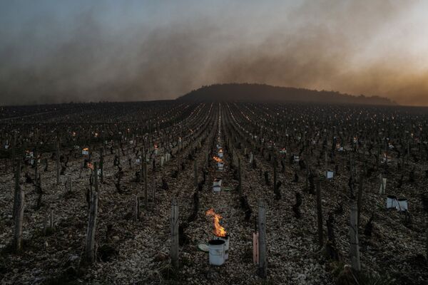 Cпасение урожая винограда от заморозков во Франции - Sputnik Азербайджан