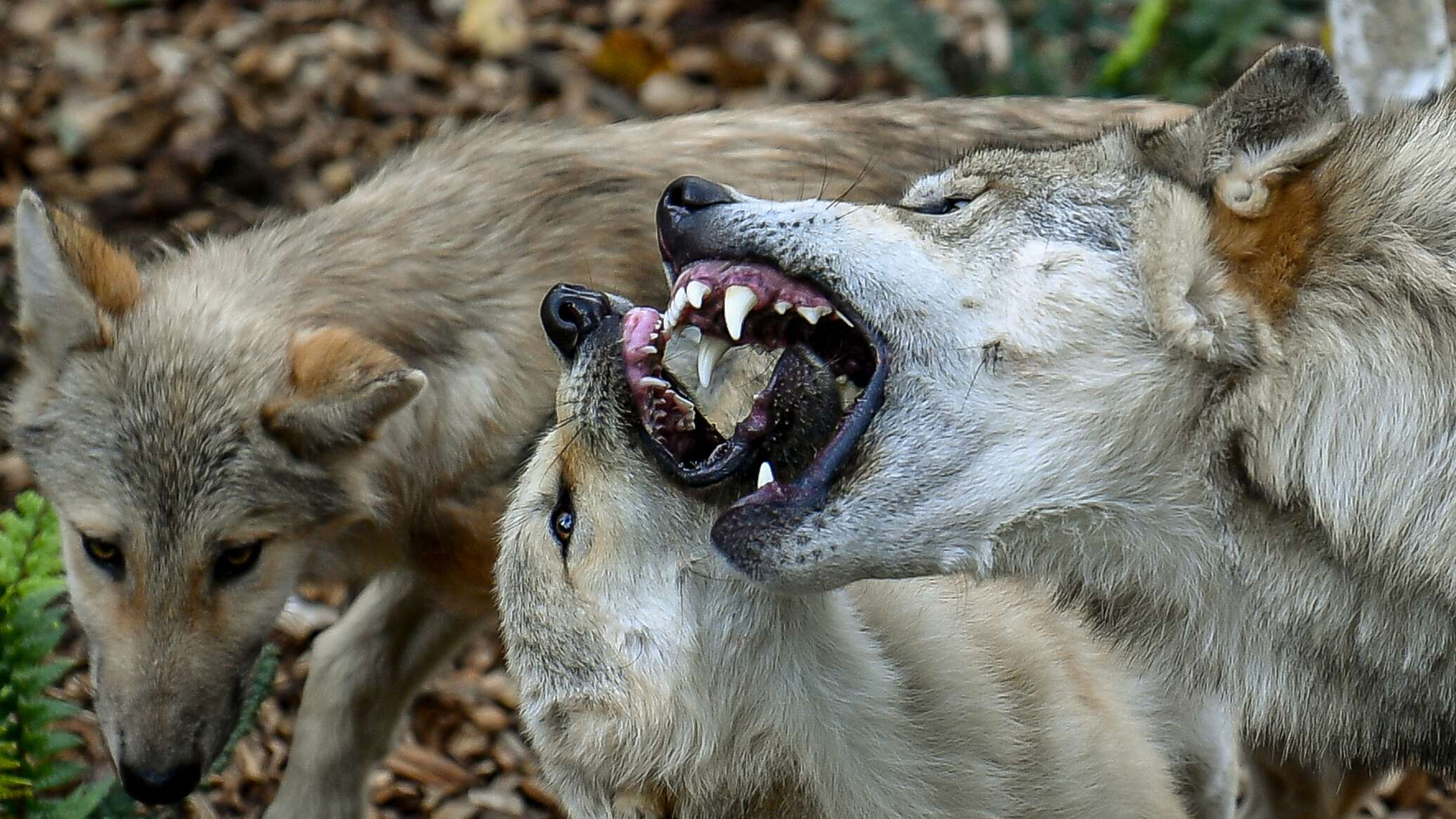 Волки нападает в стае Баранов