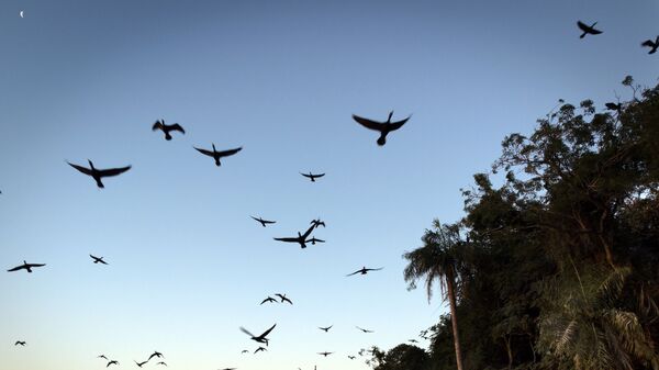 Птицы на небе, фото из архива - Sputnik Азербайджан