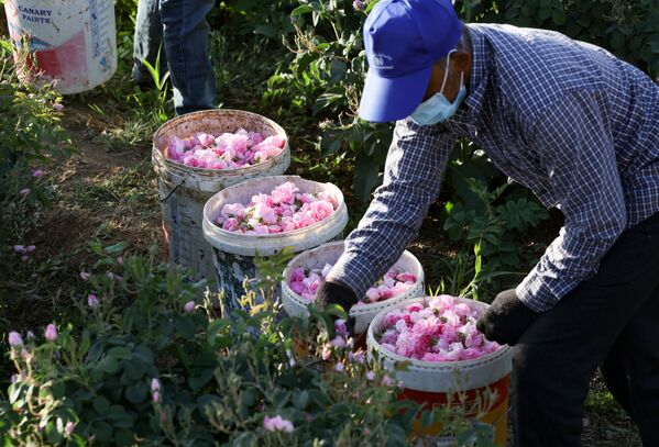 Рабочий на ферме собирает дамасские розы в городе Эт-Таиф - Sputnik Азербайджан
