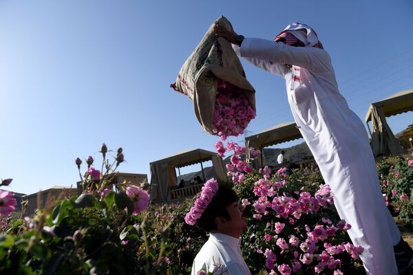 На ферме по выращиванию роз Таифа в Саудовской Аравии  - Sputnik Азербайджан