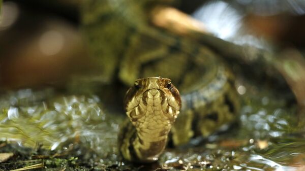 Змея, фото из архива - Sputnik Азербайджан