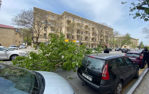 Поваленное дерево в Баку - Sputnik Азербайджан