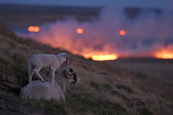 Овцы на склоне холмана фоне пламени от пожара на болоте Марсден, недалеко от Хаддерсфилда на севере Англии - Sputnik Азербайджан