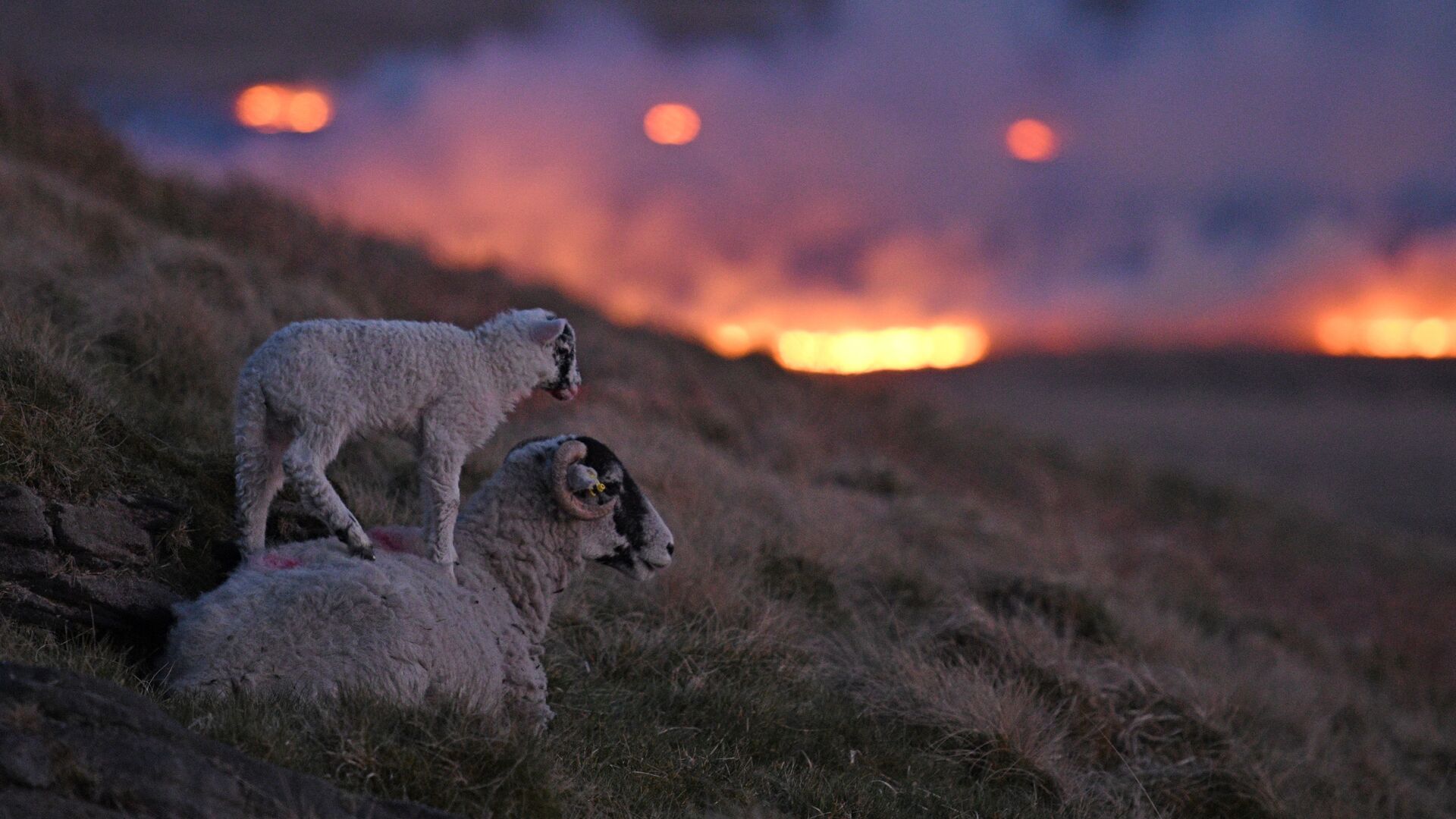 Овцы на склоне холмана фоне пламени от пожара на болоте Марсден, недалеко от Хаддерсфилда на севере Англии - Sputnik Азербайджан, 1920, 08.01.2022
