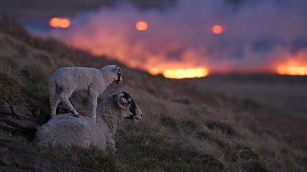 Овцы на склоне холмана фоне пламени от пожара на болоте Марсден, недалеко от Хаддерсфилда на севере Англии - Sputnik Азербайджан
