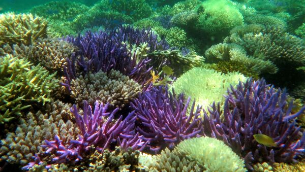 Коралловые рифы, фото из архива - Sputnik Azərbaycan