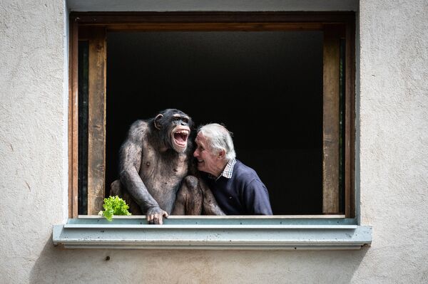 Владелец зоопарка Пьер Тивийон смеется рядом с шимпанзе, Франция - Sputnik Azərbaycan