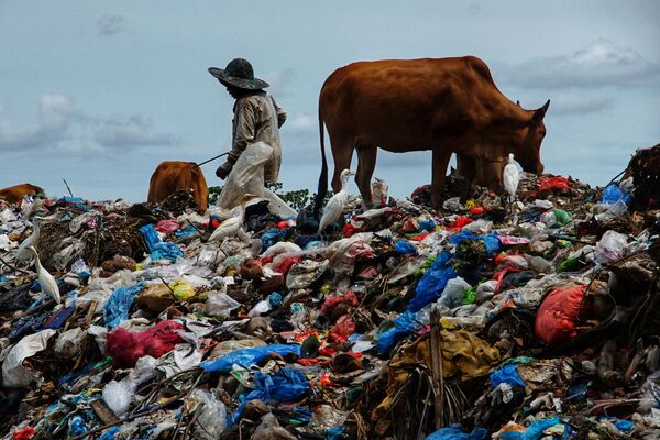 Пастух пасет коров на мусорной свалке, образовавшейся после праздника Ид аль-Фитр, Индонезия - Sputnik Азербайджан