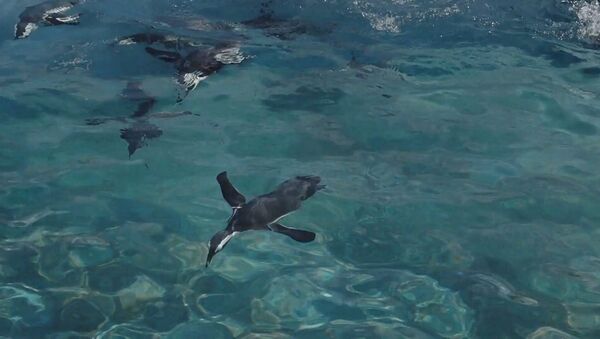Море зовет, волна поет: пингвины открыли купальный сезон - Sputnik Азербайджан