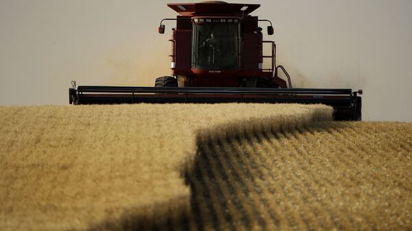 Пшеничное поле, фото из архива - Sputnik Azərbaycan