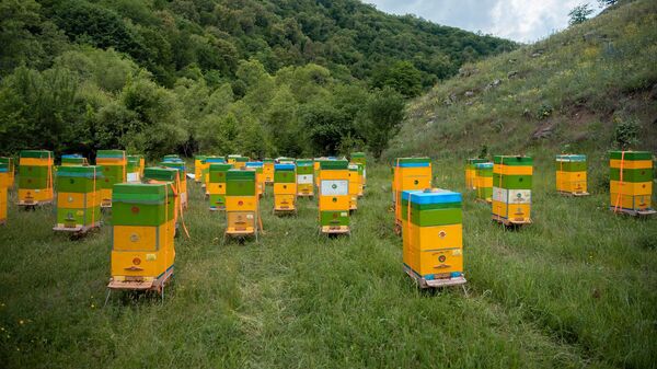 Пчеловодческое хозяйство в Кельбаджаре, фото из архива - Sputnik Азербайджан
