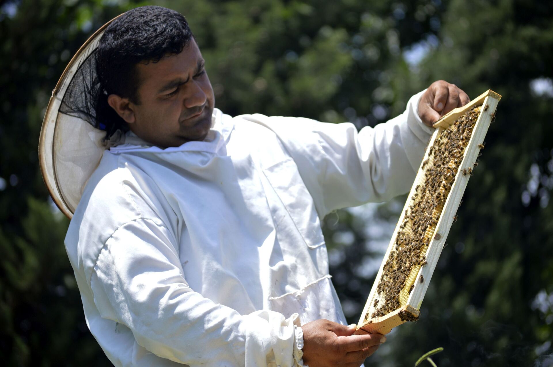 Только бы не карантин: пчеловоды Астары рассчитывают на богатый урожай - Sputnik Азербайджан, 1920, 26.06.2021