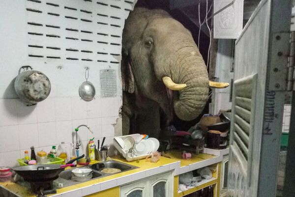 Пробивший стену жилого дома слон в Таиланде - Sputnik Azərbaycan