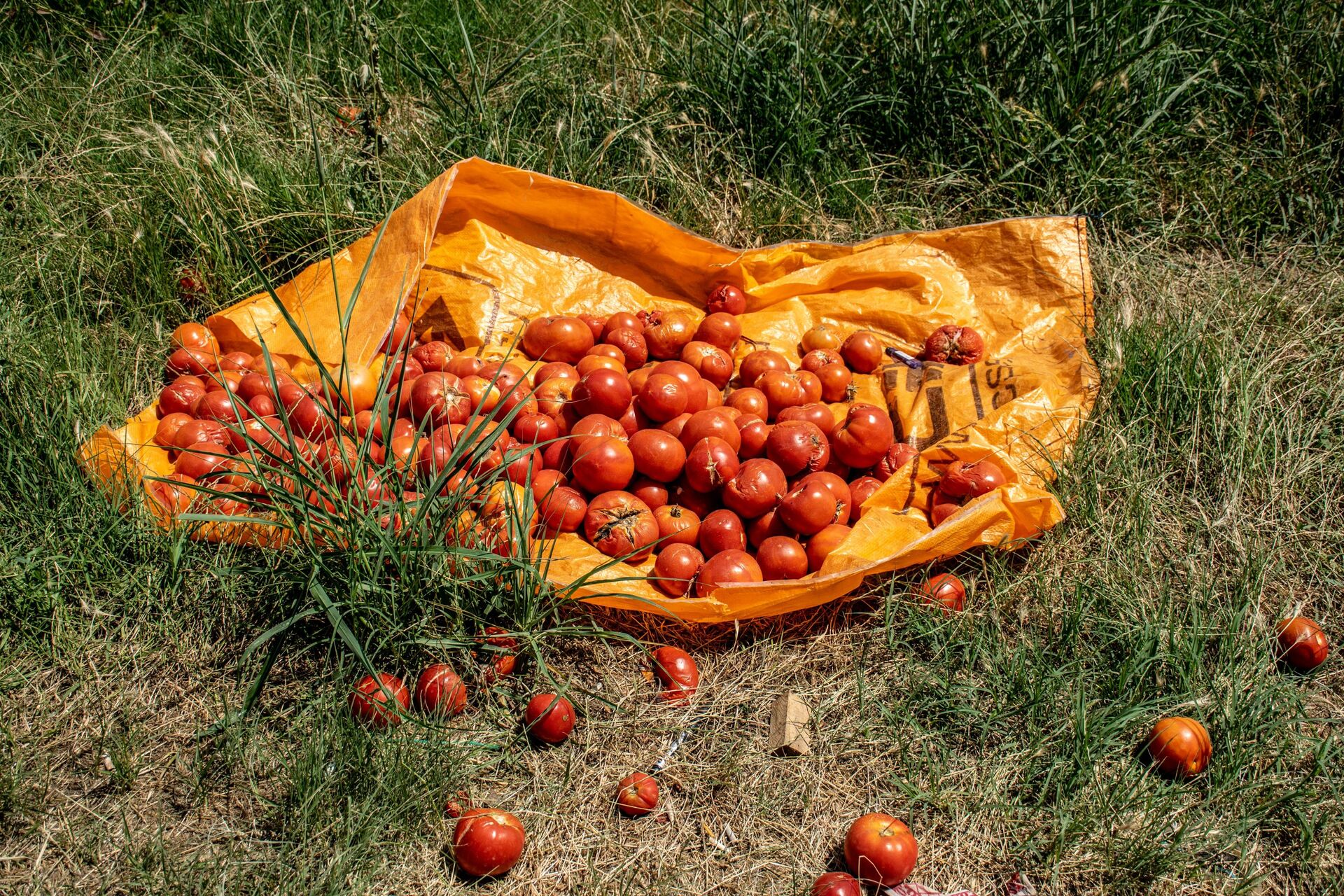 Банкротство томатных баронов: урожай с шамкирских теплиц никому не нужен - Sputnik Азербайджан, 1920, 30.06.2021