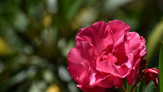 Nerium oleander - Sputnik Азербайджан, 1920, 12.07.2021