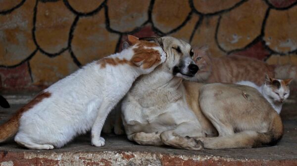 Кошка лижет лицо собаке в приюте для животных, фото из архива - Sputnik Azərbaycan