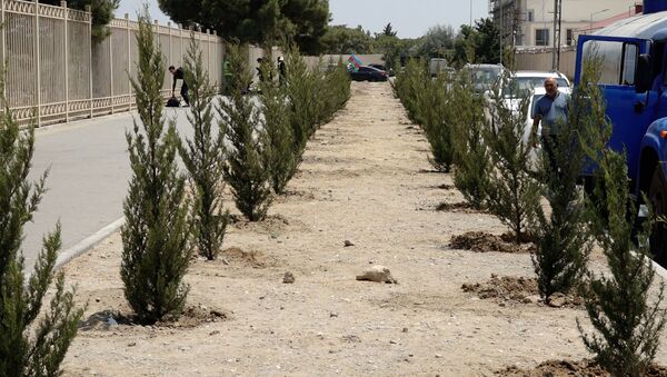 В Баку посадили деревья в память о героях Отечественной войны - Sputnik Азербайджан