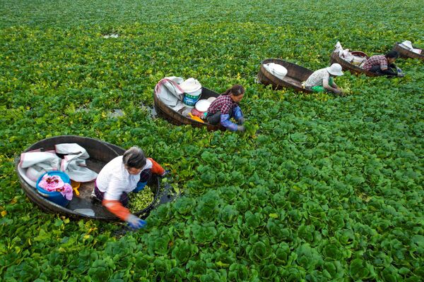 Фермеры собирают водяные каштаны в пруду в Тайчжоу, Китай - Sputnik Азербайджан